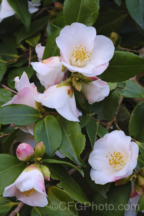 <i>Camellia</i> 'Quintessence', a New Zealand-raised <i>Camellia lutchuensis</i> hybrid introduced in 1985. It is a compact plant with a spreading habit and mildly scented flowers. Order: Ericales, Family: Theaceae