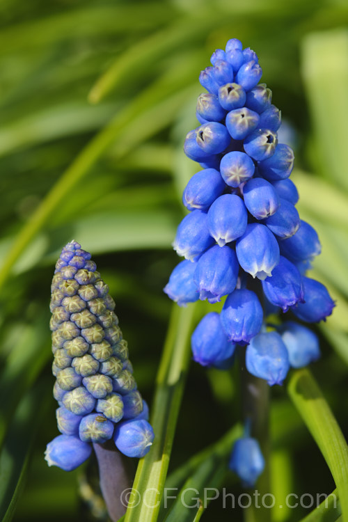 Grape Hyacinth (<i>Muscari armeniacum</i>), a tough, late winter- to early spring-flowering bulb native to southern Europe and western Asia. It often naturalises freely. Order: Asparagales</a>