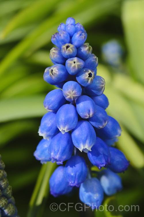 Grape Hyacinth (<i>Muscari armeniacum</i>), a tough, late winter- to early spring-flowering bulb native to southern Europe and western Asia. It often naturalises freely. Order: Asparagales</a>