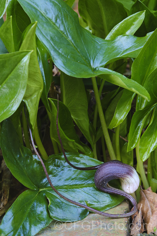 Mouse Plant (<i>Arisarum proboscideum</i>), a rhizomatous, spring-flowering perennial native to Spain and Italy. The flowers are largely hidden among the leaves, but the elongated tips of the spathes emerge, rather like mouse tails disappearing into the foliage. Order: Alismatales, Family: Araceae