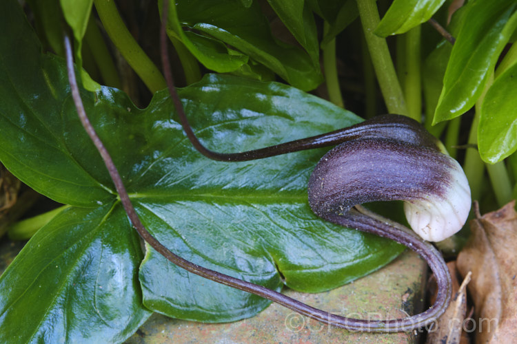 Mouse Plant (<i>Arisarum proboscideum</i>), a rhizomatous, spring-flowering perennial native to Spain and Italy. The flowers are largely hidden among the leaves, but the elongated tips of the spathes emerge, rather like mouse tails disappearing into the foliage. Order: Alismatales, Family: Araceae