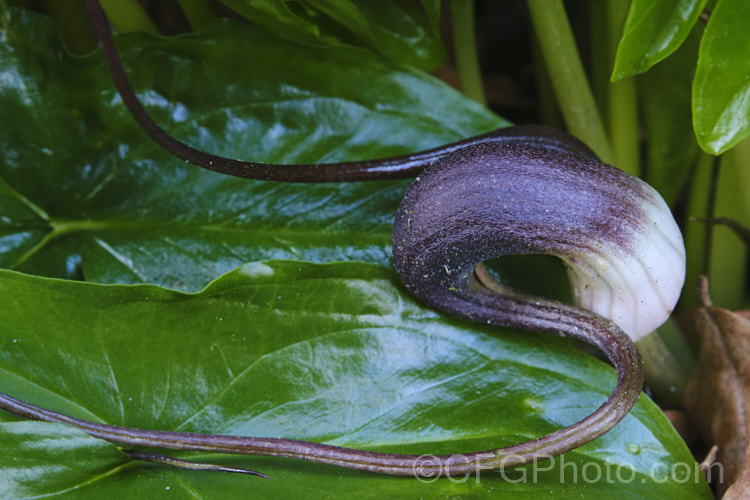 Mouse Plant (<i>Arisarum proboscideum</i>), a rhizomatous, spring-flowering perennial native to Spain and Italy. The flowers are largely hidden among the leaves, but the elongated tips of the spathes emerge, rather like mouse tails disappearing into the foliage. Order: Alismatales, Family: Araceae