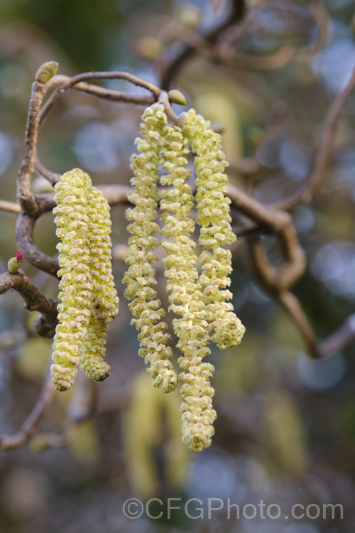 The male flower catkins and the small reddish pink female flower of Corkscrew. Hazel (<i>Corylus avellana 'Contorta'), a form of the Hazel or Cob. Nut in which the branches are twisted and contorted, sometimes in a corkscrew spiral. The flowers open in late winter and are wind-pollinated. corylus-2427htm'>Corylus. <a href='betulaceae-plant-family-photoshtml'>Betulaceae</a>. Order: Fagales</a>