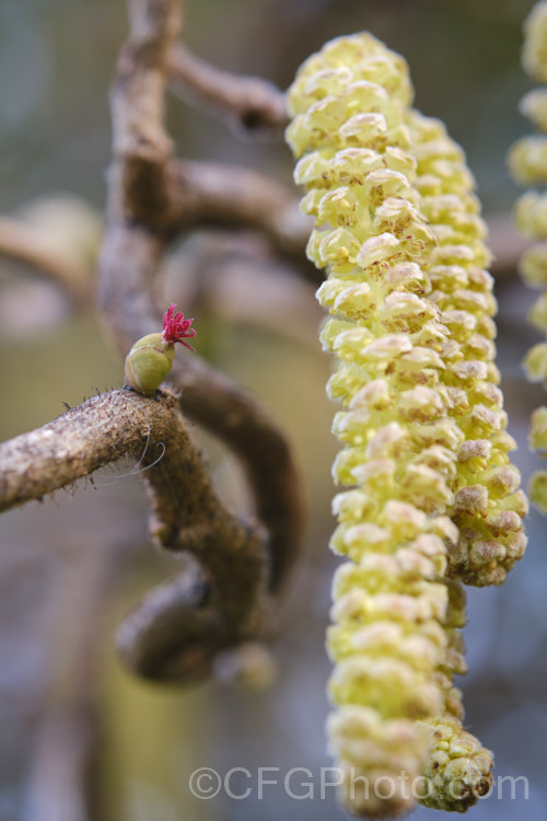 The male flower catkins and the small reddish pink female flower of Corkscrew. Hazel (<i>Corylus avellana 'Contorta'), a form of the Hazel or Cob. Nut in which the branches are twisted and contorted, sometimes in a corkscrew spiral. The flowers open in late winter and are wind-pollinated. corylus-2427htm'>Corylus. <a href='betulaceae-plant-family-photoshtml'>Betulaceae</a>. Order: Fagales</a>