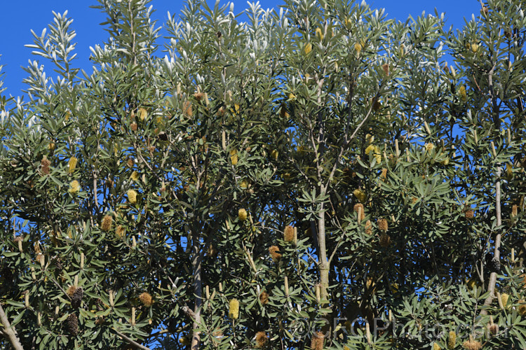 Coast. Banksia (<i>Banksia integrifolia</i>), an evergreen tree native to much of coastal eastern Australia. It grows to 15m tall, its flowerheads appear through most of the year and as with most banksias they are followed by woody seed cones. Order: Proteales, Family: Proteaceae Order: Proteales</a>