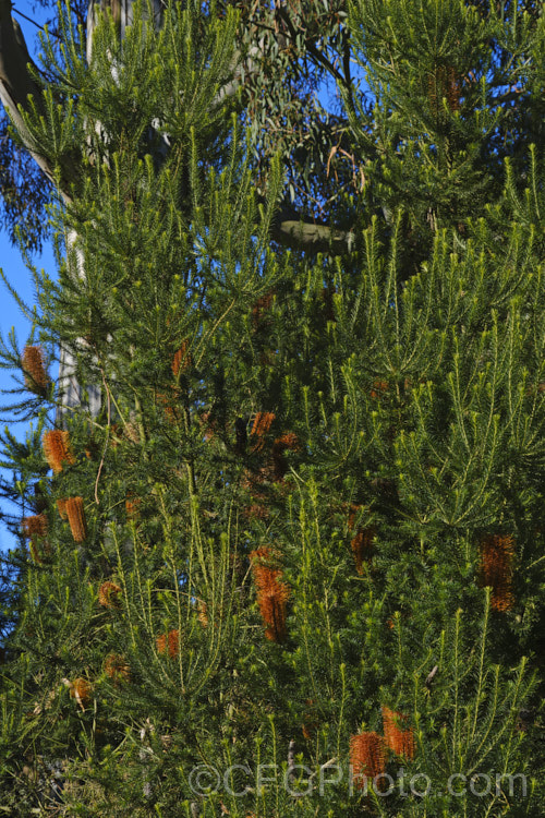 Heath-leafed. Banksia (<i>Banksia ericifolia</i>), one of the hardiest banksias, this narrow-leafed shrub grows to 5m tall and is found naturally in coastal parts of New South Wales, Australia. The flowerheads are up to 30cm long and open through the cooler months. Order: Proteales, Family: Proteaceae Order: Proteales</a>