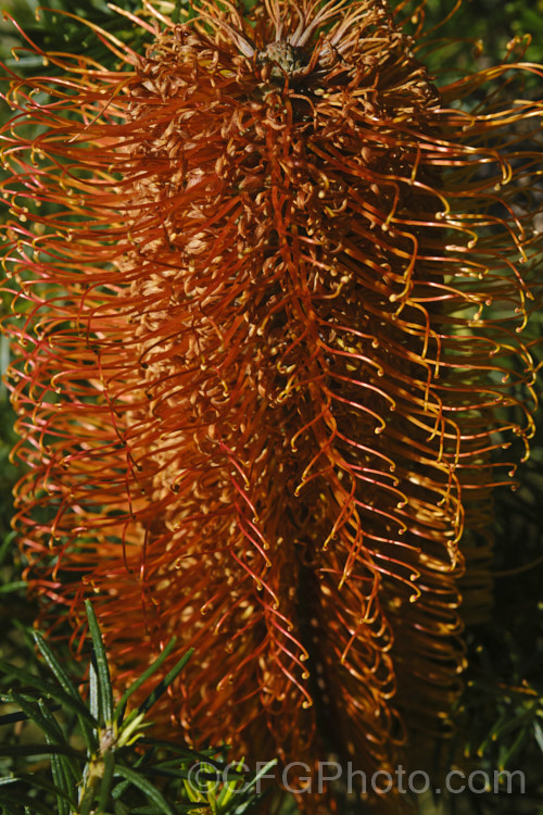 Heath-leafed. Banksia (<i>Banksia ericifolia</i>), one of the hardiest banksias, this narrow-leafed shrub grows to 5m tall and is found naturally in coastal parts of New South Wales, Australia. The flowerheads are up to 30cm long and open through the cooler months. Order: Proteales, Family: Proteaceae Order: Proteales</a>