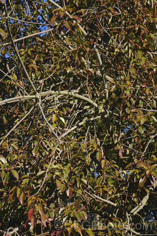 The late winter foliage of Chilean. Wineberry or Maqui (<i>Aristotelia chilensis</i>), an evergreen, 3-9m tall, spring-flowering tree native to the temperate rainforest of Chile and neighbouring parts of Argentina. The heads of small white flowers open in spring and are followed on female trees by dark purplish red to black berries that are edible and commercially harvested from the wild. Order: Oxidales, Family: Elaeocarpaceae