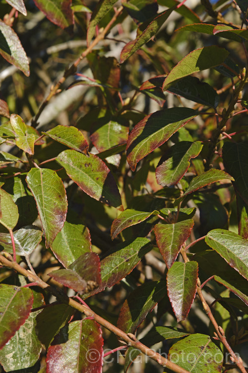 The late winter foliage of Chilean. Wineberry or Maqui (<i>Aristotelia chilensis</i>), an evergreen, 3-9m tall, spring-flowering tree native to the temperate rainforest of Chile and neighbouring parts of Argentina. The heads of small white flowers open in spring and are followed on female trees by dark purplish red to black berries that are edible and commercially harvested from the wild. Order: Oxidales, Family: Elaeocarpaceae