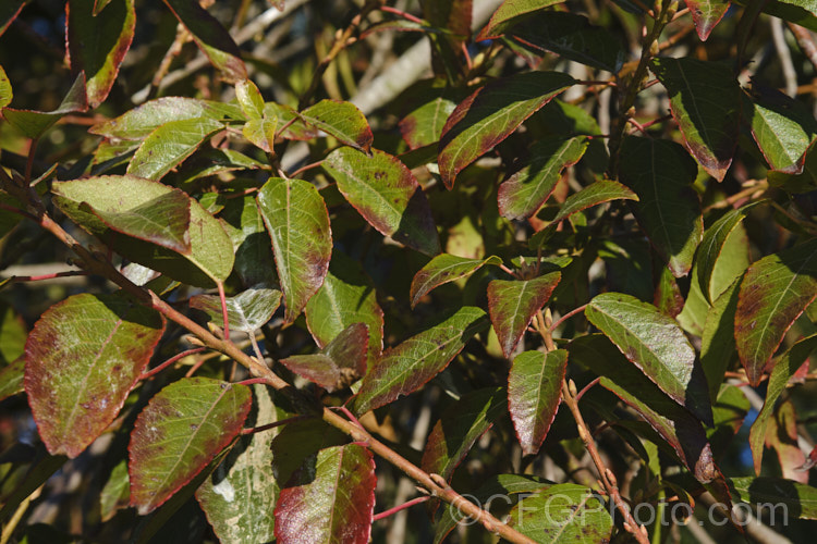 The late winter foliage of Chilean. Wineberry or Maqui (<i>Aristotelia chilensis</i>), an evergreen, 3-9m tall, spring-flowering tree native to the temperate rainforest of Chile and neighbouring parts of Argentina. The heads of small white flowers open in spring and are followed on female trees by dark purplish red to black berries that are edible and commercially harvested from the wild. Order: Oxidales, Family: Elaeocarpaceae