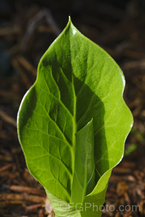 Unfurling young foliage of the Giant Himalayan Lily (<i>Cardiocrinum giganteum</i>), an early summer-flowering Himalayan bulb that grows very quickly to over 3m high after disappearing completely over winter. The flowers are quite strongly scented, though because they are so high up the fragrance is not always noticeable. Order: Liliales, Family: Liliaceae Order: Liliales</a>