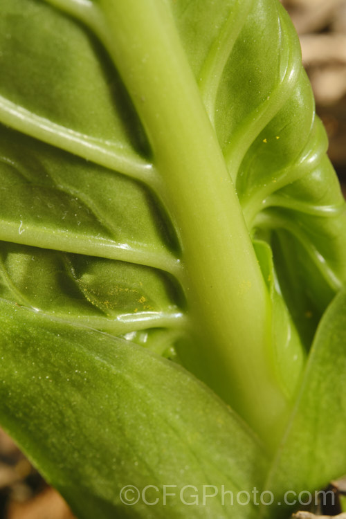 Base of a very young leaf of Giant Himalayan Lily (<i>Cardiocrinum giganteum</i>), an early summer-flowering Himalayan bulb that grows very quickly to over 3m high after disappearing completely over winter. This leaf could expand to over 50cm long. The flowers are quite strongly scented, though because they are so high up the fragrance is not always noticeable. Order: Liliales, Family: Liliaceae Order: Liliales</a>