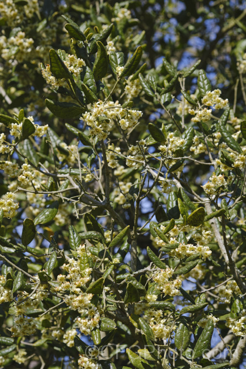 Boldo (<i>Peumus boldus [syn. Boldea boldus]), an evergreen tree native to central Chile, where its foliage is used as a culinary herb and infused as a tea, though the leaves do contain poisonous alkaloids. In late winter and spring the tree produces clusters of cream flowers that brown very quickly. The small yellow-green fruits that follow and which ripen in summer are edible