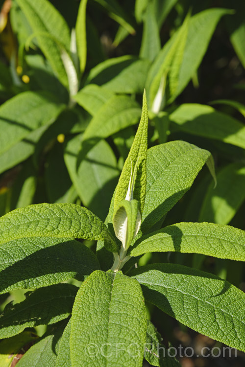 The new spring foliage of the Orange Ball. Tree (<i>Buddleja globosa</i>), a near-evergreen, 4-6m tall shrub or small tree native to Chile and Argentina. Its small spherical flowerheads open from mid- to late spring. buddleja-2053htm'>Buddleja. <a href='scrophulariaceae-plant-family-photoshtml'>Scrophulariaceae</a>. Order: Lamiales</a>