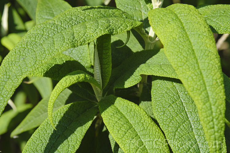 The new spring foliage of the Orange Ball. Tree (<i>Buddleja globosa</i>), a near-evergreen, 4-6m tall shrub or small tree native to Chile and Argentina. Its small spherical flowerheads open from mid- to late spring. buddleja-2053htm'>Buddleja. <a href='scrophulariaceae-plant-family-photoshtml'>Scrophulariaceae</a>. Order: Lamiales</a>