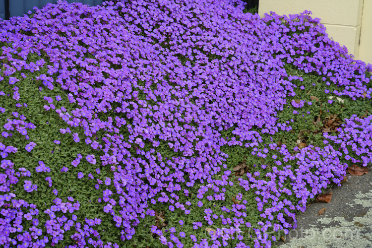 Aubretia (<i>Aubrieta deltoidea</i>), a perennial native of the Aegean region. Sometimes grown as a bedding annual, it is also widely grown as a rockery plant and is ideal for spilling over rock walls and growing in the cracks in stone paving. Note the difference in the spelling of the common name aubretia and the proper name. Aubrieta. aubrieta-2388htm'>Aubrieta. . Order: Brassicales</a>