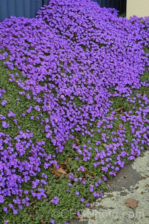 Aubretia (<i>Aubrieta deltoidea</i>), a perennial native of the Aegean region. Sometimes grown as a bedding annual, it is also widely grown as a rockery plant and is ideal for spilling over rock walls and growing in the cracks in stone paving. Note the difference in the spelling of the common name aubretia and the proper name. Aubrieta. aubrieta-2388htm'>Aubrieta. . Order: Brassicales</a>