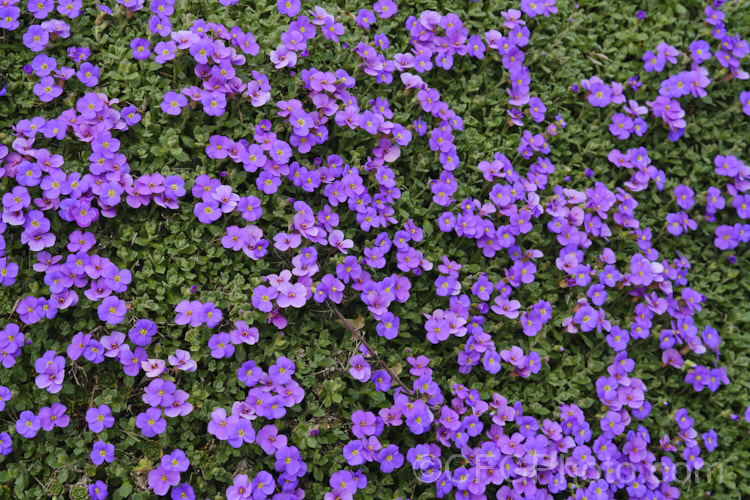 Aubretia (<i>Aubrieta deltoidea</i>), a perennial native of the Aegean region. Sometimes grown as a bedding annual, it is also widely grown as a rockery plant and is ideal for spilling over rock walls and growing in the cracks in stone paving. Note the difference in the spelling of the common name aubretia and the proper name. Aubrieta. aubrieta-2388htm'>Aubrieta. . Order: Brassicales</a>