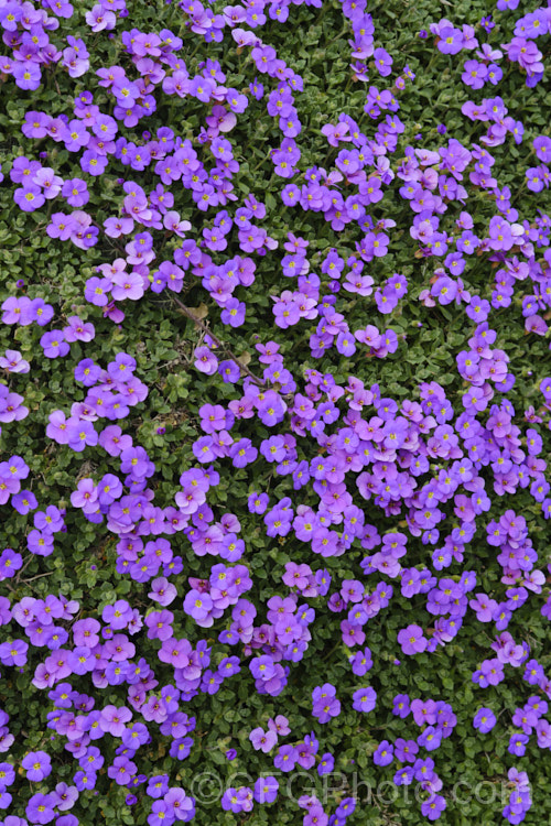 Aubretia (<i>Aubrieta deltoidea</i>), a perennial native of the Aegean region. Sometimes grown as a bedding annual, it is also widely grown as a rockery plant and is ideal for spilling over rock walls and growing in the cracks in stone paving. Note the difference in the spelling of the common name aubretia and the proper name. Aubrieta. aubrieta-2388htm'>Aubrieta. . Order: Brassicales</a>