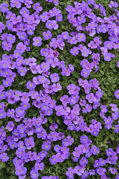 Aubretia (<i>Aubrieta deltoidea</i>), a perennial native of the Aegean region. Sometimes grown as a bedding annual, it is also widely grown as a rockery plant and is ideal for spilling over rock walls and growing in the cracks in stone paving. Note the difference in the spelling of the common name aubretia and the proper name. Aubrieta. aubrieta-2388htm'>Aubrieta. . Order: Brassicales</a>