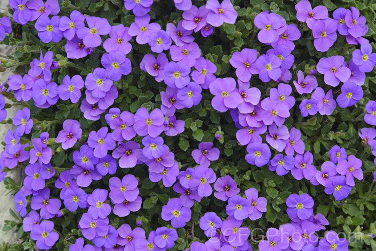 Aubretia (<i>Aubrieta deltoidea</i>), a perennial native of the Aegean region. Sometimes grown as a bedding annual, it is also widely grown as a rockery plant and is ideal for spilling over rock walls and growing in the cracks in stone paving. Note the difference in the spelling of the common name aubretia and the proper name. Aubrieta. aubrieta-2388htm'>Aubrieta. . Order: Brassicales</a>