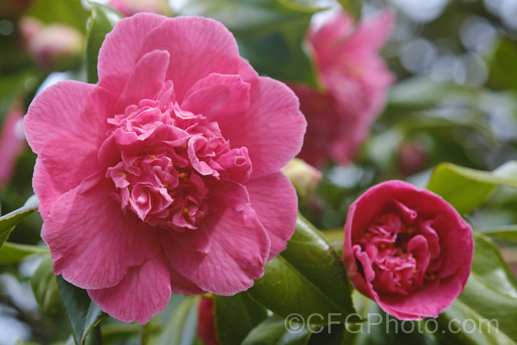 <i>Camellia</i> 'Ballet Queen', a <i>Camellia saluenensis</i> x <i>Camellia japonica</i> 'Leviathan' hybrid raised by Les Jury of New Zealand and introduced in 1976. Of the same parentage as 'Anticipation' and by the same breeder, but a later introduction. Order: Ericales, Family: Theaceae