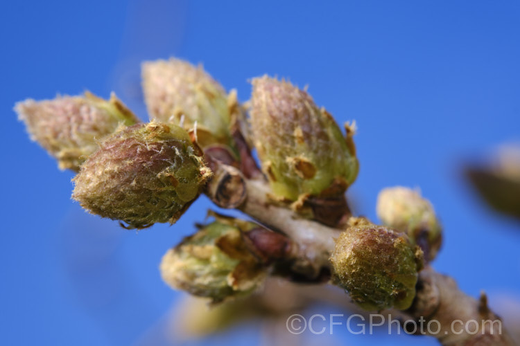 The flower buds of Wisteria sinensis 'Caroline' just as they start to expand in spring 'Caroline' is a very popular early-flowering New Zealand -raised plant that is usually listed as a cultivar of the Chinese Wisteria, though it more closely resembles. Wisteria floribunda. wisteria-2308htm'>Wisteria. Order: Fabales</a>