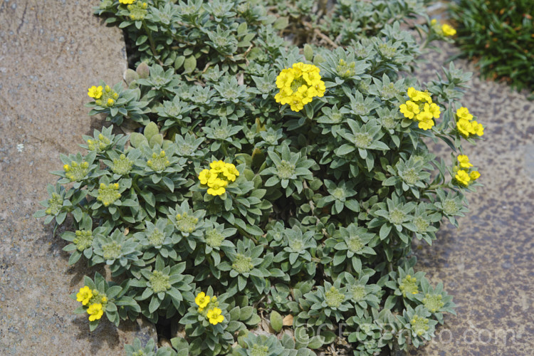 Madwort (<i>Alyssum oxycarpum</i>), a low, mounding, spring-flowering perennial native to the mountains and rocky outcrops of the Balkans. It has grey-green foliage and can flower very heavily. alyssum-3715htm'>Alyssum. . Order: Brassicales</a>