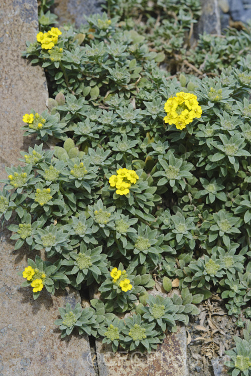 Madwort (<i>Alyssum oxycarpum</i>), a low, mounding, spring-flowering perennial native to the mountains and rocky outcrops of the Balkans. It has grey-green foliage and can flower very heavily. alyssum-3715htm'>Alyssum. . Order: Brassicales</a>