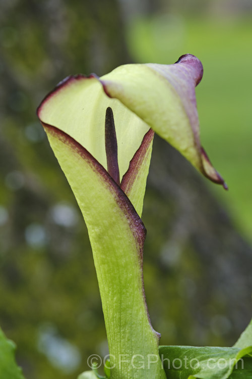 Arum hygrophilum, a spring-flowering perennial native to North Africa and the Middle. East, with a disrupted distribution that covers. Israel to Syria with outliers in Morocco and Cyprus. Its flower stems are usually 30-45cm tall but can reach 70cm. In a mild climate it can be in bloom from midwinter until early summer.