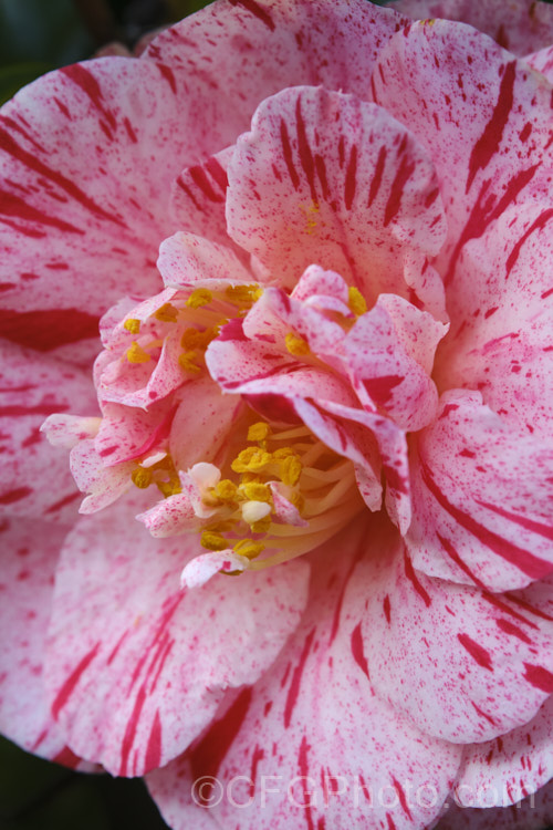 <i>Camellia</i> 'Modern Art', a very attractively mottled and sectored. <i>Camellia japonica</i> cultivar with an anemone-form flower. The petaloid centre varies, having more or fewer fertile stamens. Order: Ericales, Family: Theaceae