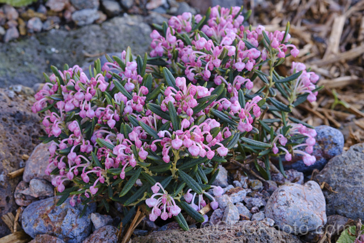 Bog Rosemary (<i>Andromeda polifolia</i>), a small, evergreen, wiry-stemmed, spring-flowering shrub that occurs naturally over much of Europe and south-central Russia. In gardens, it is mainly cultivated as a rockery plant and despite the common name does not require boggy conditions. erica-2109htm'>Erica. Order: Ericales, Family: Ericaceae Order: Ericales, Family: Polemoniaceae