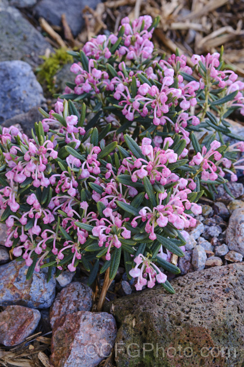 Bog Rosemary (<i>Andromeda polifolia</i>), a small, evergreen, wiry-stemmed, spring-flowering shrub that occurs naturally over much of Europe and south-central Russia. In gardens, it is mainly cultivated as a rockery plant and despite the common name does not require boggy conditions. erica-2109htm'>Erica. Order: Ericales, Family: Ericaceae Order: Ericales, Family: Polemoniaceae