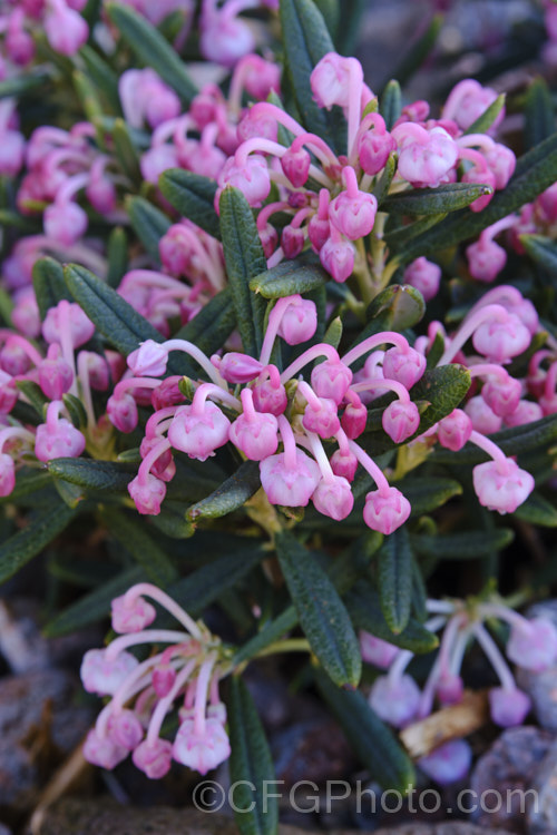 Bog Rosemary (<i>Andromeda polifolia</i>), a small, evergreen, wiry-stemmed, spring-flowering shrub that occurs naturally over much of Europe and south-central Russia. In gardens, it is mainly cultivated as a rockery plant and despite the common name does not require boggy conditions. erica-2109htm'>Erica. Order: Ericales, Family: Ericaceae Order: Ericales, Family: Polemoniaceae