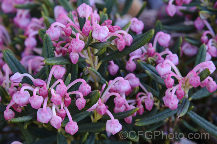 Bog Rosemary (<i>Andromeda polifolia</i>), a small, evergreen, wiry-stemmed, spring-flowering shrub that occurs naturally over much of Europe and south-central Russia. In gardens, it is mainly cultivated as a rockery plant and despite the common name does not require boggy conditions. erica-2109htm'>Erica. Order: Ericales, Family: Ericaceae Order: Ericales, Family: Polemoniaceae