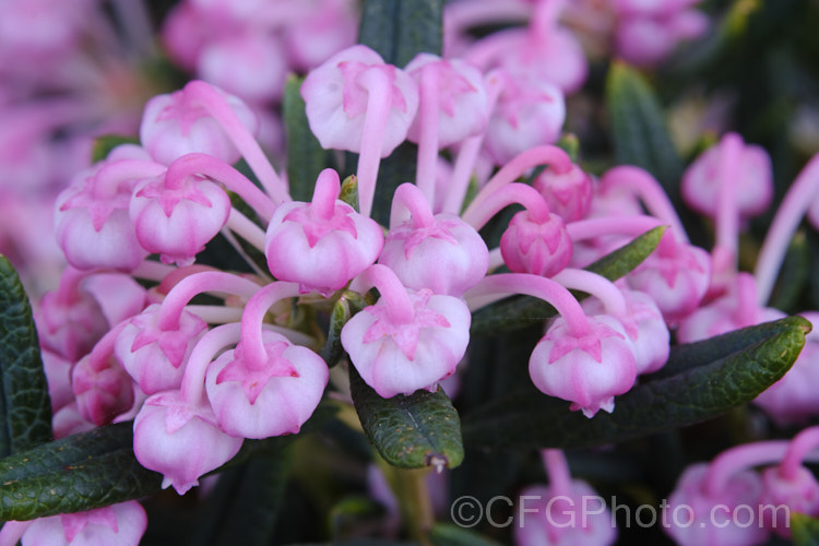 Bog Rosemary (<i>Andromeda polifolia</i>), a small, evergreen, wiry-stemmed, spring-flowering shrub that occurs naturally over much of Europe and south-central Russia. In gardens, it is mainly cultivated as a rockery plant and despite the common name does not require boggy conditions. Order: Ericales, Family: Ericaceae Order: Ericales, Family: Polemoniaceae