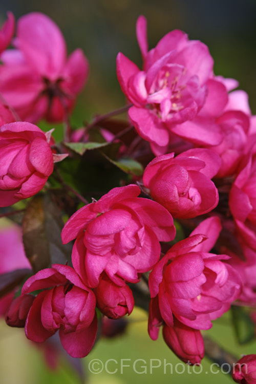 Malus 'Barbara Ann', a semi-double flowered, purple-leafed crabapple cultivar that develops stronger red tones in autumn. The fruits are purple-red and usually last well into winter. It has strongly upright growth when young but develops into a compact, round-headed tree. Order: Rosales, Family: Rosaceae Order: Rosales, Family: Rosaceae