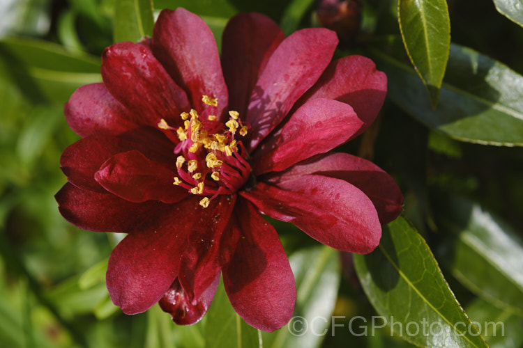 <i>Camellia</i> 'Night Rider' ('Rudy Bells' x 'Kuro Tsubaki'), a small semi-double. <i>Camellia japonica</i> cultivar hybrid bred by Os Blumhardt of New Zealand and introduced in 1985. Order: Ericales, Family: Theaceae