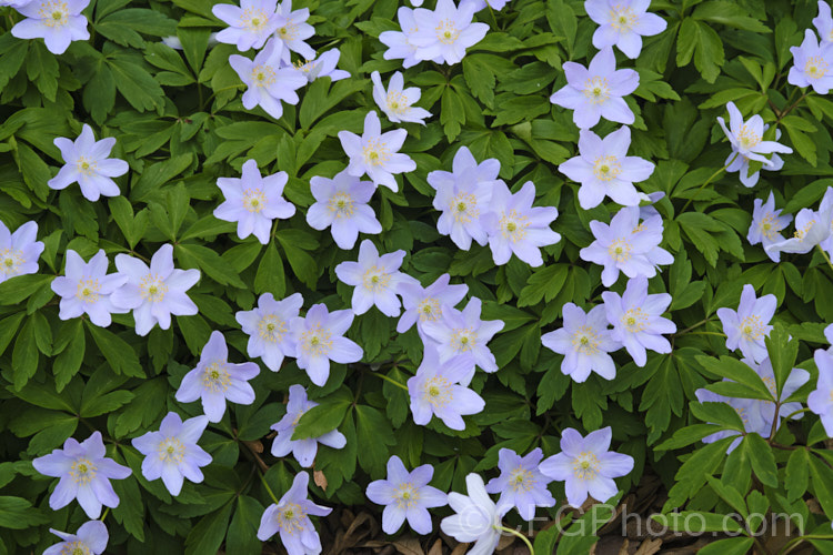 Anemone nemorosa 'Blue Beauty', a bright light blue-flowered cultivar of the Wood Anemone or Windflower (<i>Anemone nemorosa</i>), a spring-flowering rhizomatous perennial native to Europe. Order: Ranunculales, Family: Ranunculaceae