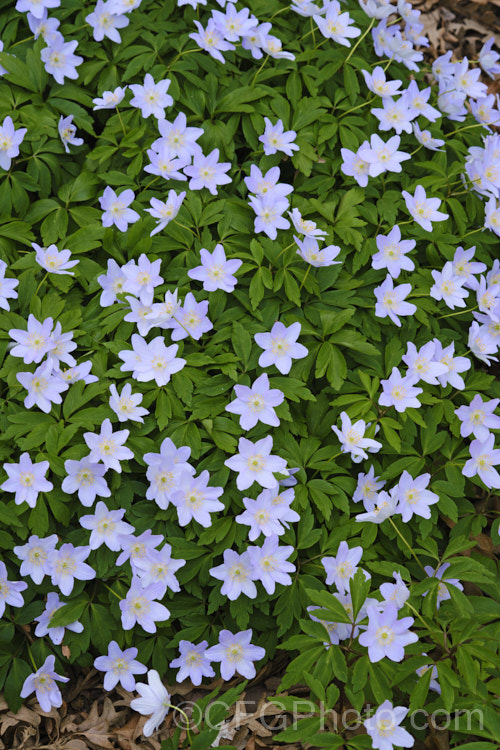 Anemone nemorosa 'Blue Beauty', a bright light blue-flowered cultivar of the Wood Anemone or Windflower (<i>Anemone nemorosa</i>), a spring-flowering rhizomatous perennial native to Europe. Order: Ranunculales, Family: Ranunculaceae