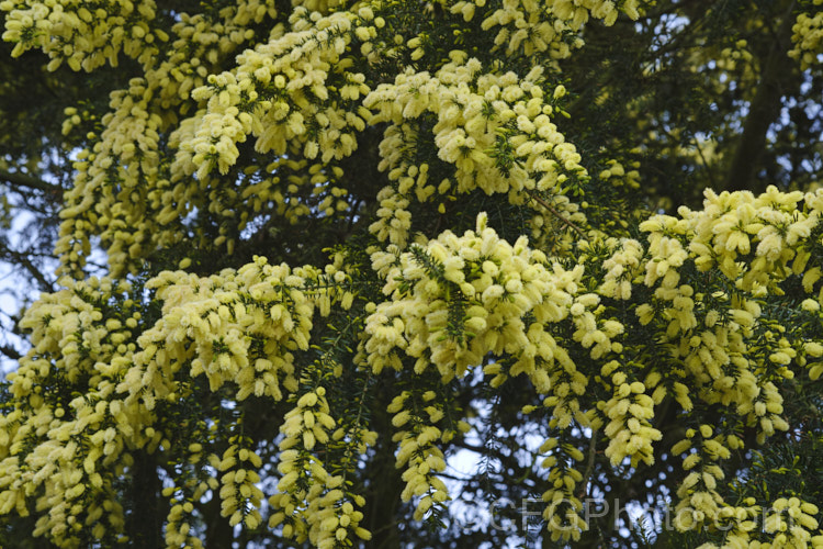 Prickly Moses (<i>Acacia verticillata</i> subsp. <i>ruscifolia</i>), a broader leaved subspecies of a late winter to early spring-flowering evergreen shrub or tree to 9m tall native. Subspecies <i>ruscifolia</i> occurs in isolated spots in southern Victoria but is found mainly in western Tasmania. Its bronze-green foliage is tipped with short, fine spines. Order: Fabales, Family: Fabaceae