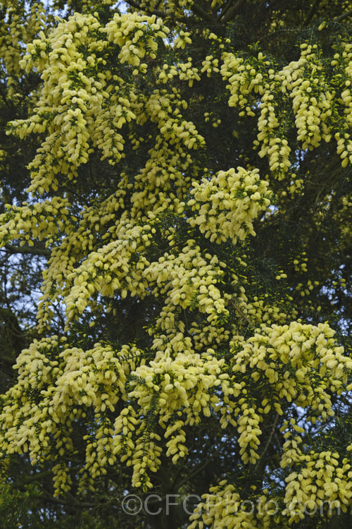 Prickly Moses (<i>Acacia verticillata</i> subsp. <i>ruscifolia</i>), a broader leaved subspecies of a late winter to early spring-flowering evergreen shrub or tree to 9m tall native. Subspecies <i>ruscifolia</i> occurs in isolated spots in southern Victoria but is found mainly in western Tasmania. Its bronze-green foliage is tipped with short, fine spines. Order: Fabales, Family: Fabaceae