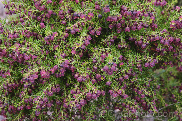 Brown Boronia (<i>Boronia megastigma</i>), a Western Australian shrub. The most heavily scented boronia, it is widely grown but usually short-lived, seldom achieving its maximum height of 25m in cultivation. Order: Sapindales, Family: Rutaceae