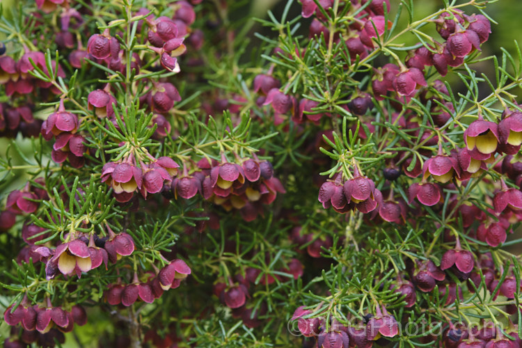 Brown Boronia (<i>Boronia megastigma</i>), a Western Australian shrub. The most heavily scented boronia, it is widely grown but usually short-lived, seldom achieving its maximum height of 25m in cultivation. Order: Sapindales, Family: Rutaceae