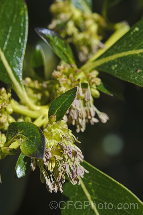 The male flowers of Karamu (<i>Coprosma robusta</i>), a 3-6m tall evergreen shrub found throughout New Zealand from northern Otago northwards. It is a rather untidy bush that tends to self-sow freely and which can be rather invasive in gardens. The plant is shown here with clusters of female flowers, which will develop into orange drupes. Order: Gentianales, Family: Rubiaceae Order: Gentianales</a>