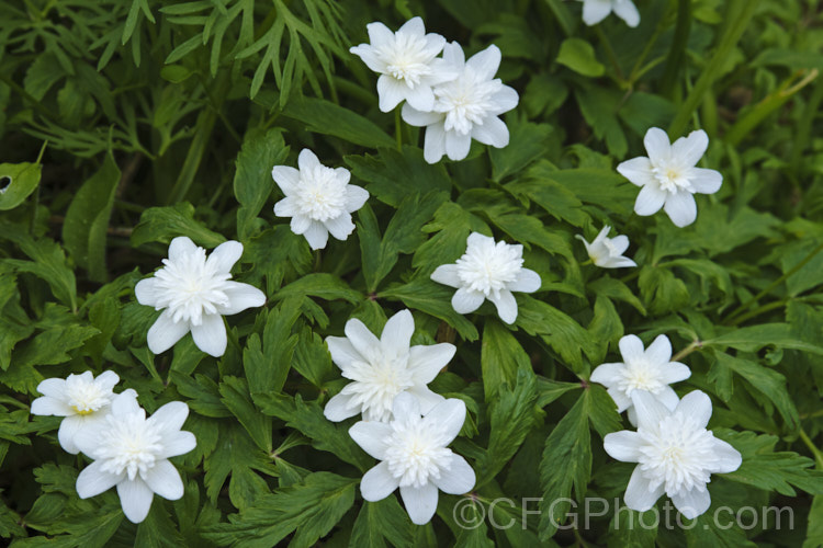 Anemone nemorosa 'Vestal', a white, double-flowered cultivar of the Wood Anemone or Windflower (<i>Anemone nemorosa</i>), a spring-flowering rhizomatous perennial native to Europe 'Vestal' was introduced by Maximilian Leichtlin in the 19th century. In Vestal' the stamens have become petaloid, as opposed to Bracteata' where the sepals are petal-like Order: Ranunculales, Family: Ranunculaceae