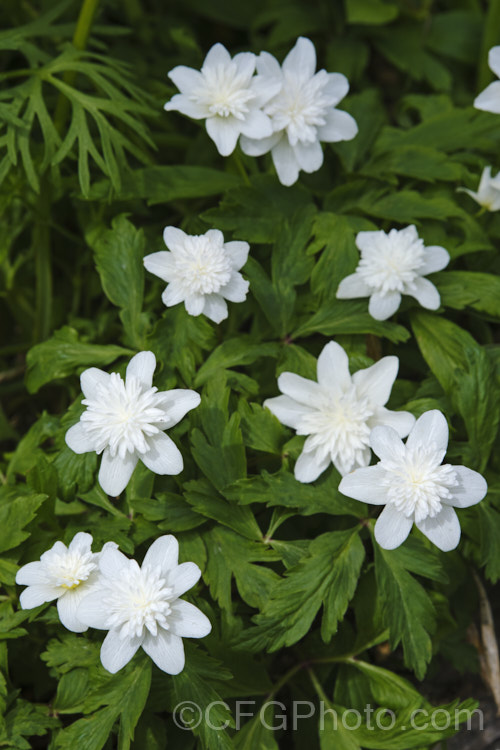 Anemone nemorosa 'Vestal', a white, double-flowered cultivar of the Wood Anemone or Windflower (<i>Anemone nemorosa</i>), a spring-flowering rhizomatous perennial native to Europe 'Vestal' was introduced by Maximilian Leichtlin in the 19th century. In 'Vestal' the stamens have become petaloid, as opposed to Bracteata' where the sepals are petal-like Order: Ranunculales, Family: Ranunculaceae