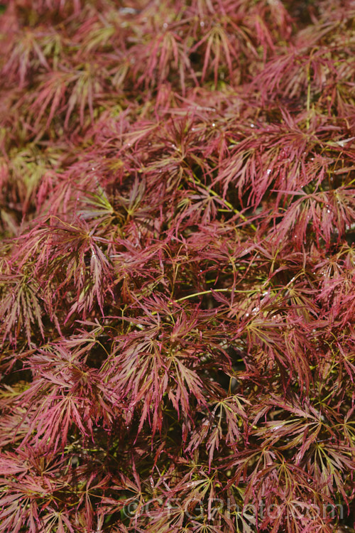 The spring foliage of Filigree-leafed Japanese Maple (<i>Acer palmatum</i> 'Dissectum'), an attractive shrubby Japanese Maple cultivar that has brilliantly coloured autumn foliage but which is prone to windburn. Order Sapindales, Family: Sapindaceae