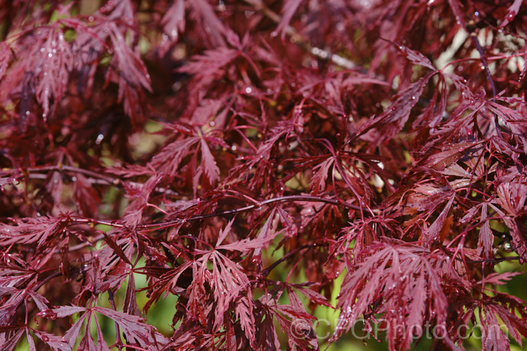 The spring foliage of <i>Acer palmatum</i> 'Crimson Queen', one of the Dissectum group cultivars with very finely divided leaves. Order Sapindales, Family: Sapindaceae