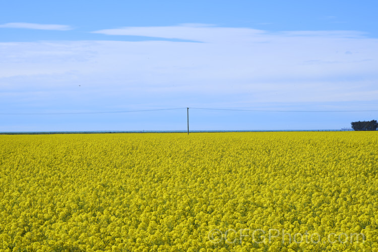 Rapeseed or Canola (<i>Brassica napus</i>) in flower in spring. Rapeseed is cultivated as a winter cover crop and fodder plant but is now grown mainly for its edible seed oils. Brassica napus is similar to some cultivars of Brassica rapa but can most easily be distinguished by its spring to early summer-flowering habit, while. Brassica rapa is mainly summer flowering. Order: Brassicales, Family: Brassicaceae